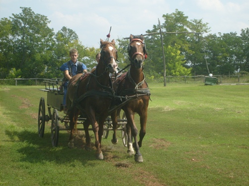 CarriageRide.jpg