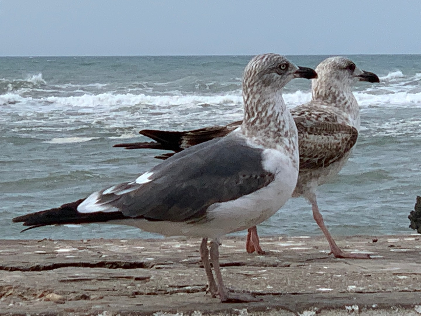 IMG_1628.jpg
